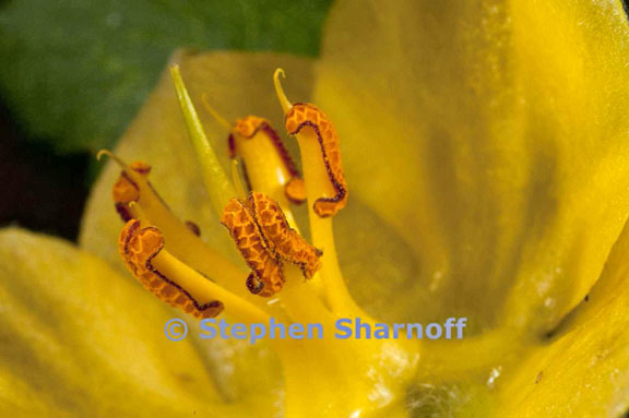 fremontodendron californicum 2 graphic